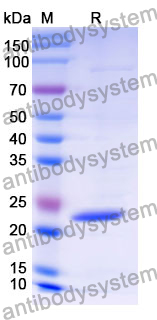 Recombinant Mouse CD322/JAM2 Protein, N-His