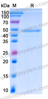 Recombinant Mouse GSDMD/Gasdermin-D Protein, N-His-SUMO