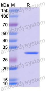 Recombinant Mouse ANTXR2 Protein, N-His