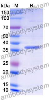 Recombinant Mouse CD81 Protein, N-GST & C-His