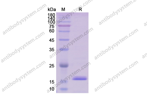 Recombinant Mouse IL2 Protein, C-His