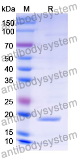 Recombinant Mouse CX3CL1/Fractalkine Protein, N-His-SUMO