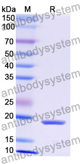 Recombinant Mouse CD339/JAG1 Protein, N-His