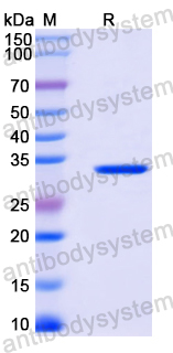 Recombinant Mouse DEFB103A/DEFB3 Protein, N-GST & C-His