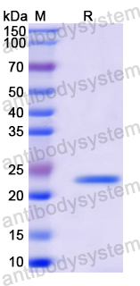Recombinant Mouse HSPG2 Protein, N-His