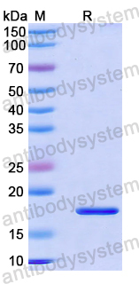 Recombinant Mouse EFNB1 Protein, N-His
