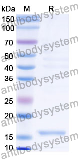 Recombinant Mouse FABP5 Protein, N-His