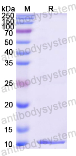 Recombinant Mouse PTH1R Protein, N-His