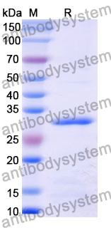 Recombinant Mouse HGFAC Protein, N-His