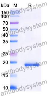 Recombinant Mouse LGALS3BP Protein, N-His-SUMO