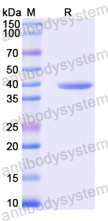 Recombinant Mouse CD317/BST2 Protein, N-GST & C-His