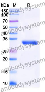 Recombinant Mouse PLA2R1/PLA2R Protein, N-His