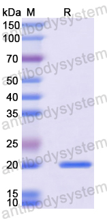 Recombinant Mouse MFAP5 Protein, N-His-SUMO