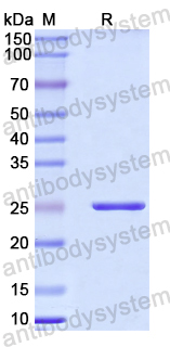 Recombinant Mouse BTN1A1 Protein, N-His