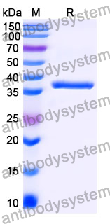 Recombinant Mouse FZD5 Protein, N-GST & C-His