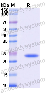 Recombinant Mouse MADCAM1 Protein, N-His