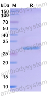 Recombinant Mouse CIRBP Protein, N-His-SUMO