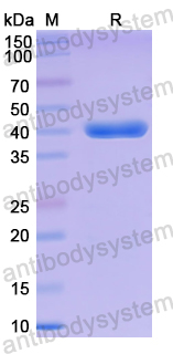 Recombinant Mouse CIRBP Protein, N-GST