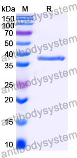 Recombinant Mouse DSG2 Protein, N-His