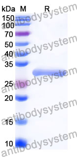 Recombinant Mouse Il11ra1/Etl-2/NR1 Protein, N-His