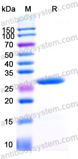 Recombinant Mouse β-tryptase/TPSAB1 Protein, N-His