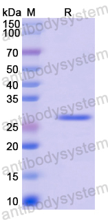 Recombinant Mouse Adiponectin/ACRP30/ADIPOQ Protein, N-His