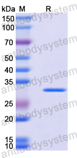 Recombinant Mouse PRSS8 Protein, N-His
