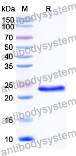 Recombinant Mouse MEP1A Protein, N-His
