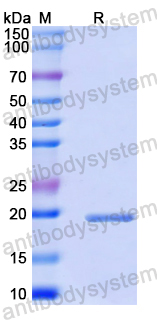 Recombinant Mouse CDNF Protein, N-His