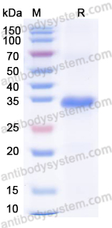 Recombinant Mouse FBLN7 Protein, N-His
