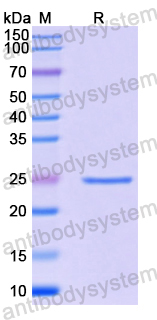 Recombinant Mouse CD276/B7-H3 Protein, N-His