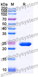 Recombinant Mouse LILRA6 Protein, N-His
