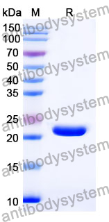 Recombinant Mouse CXCL17/DMC/VCC1 Protein, N-His-SUMO