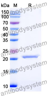 Recombinant Mouse GDF7 Protein, N-His
