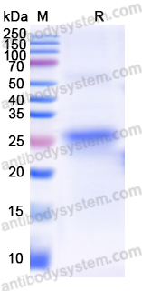 Recombinant Mouse CD163 Protein, N-His