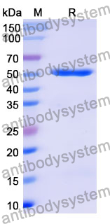 Recombinant Mouse KLB/Beta-klotho Protein, N-His