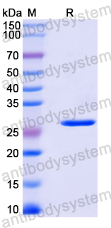 Recombinant Mouse CD301/CLEC10A Protein, N-His-SUMO