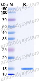 Recombinant Mouse CD300f/CD300LF Protein, N-His