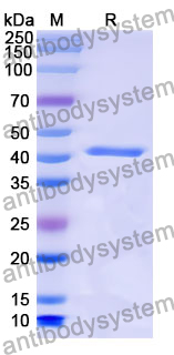 Recombinant Mouse CD351/FCAMR Protein, N-GST & C-His