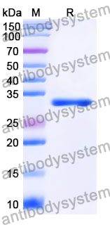 Recombinant Mouse LRIG1 Protein, N-His