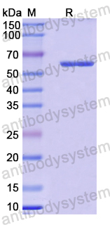 Recombinant Mouse SIGLEC10/SLG2 Protein, N-His