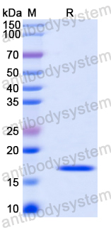 Recombinant Mouse CD268/TNFRSF13C Protein, N-His-SUMO