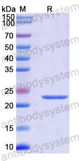 Recombinant Mouse GDF15/MIC1 Protein, N-His-SUMO