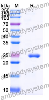 Recombinant Mouse SPON2 Protein, N-His