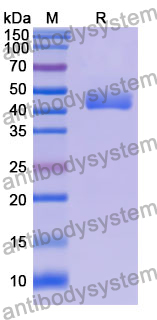 Recombinant Mouse REG4 Protein, N-GST & C-His