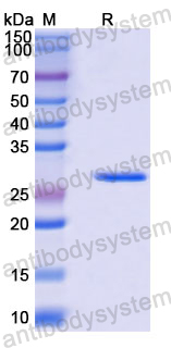 Recombinant Mouse CD248 Protein, N-His-SUMO