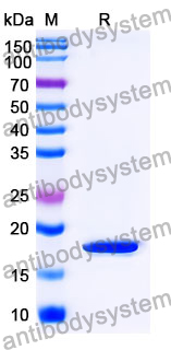 Recombinant Mouse SEMA4B Protein, N-His