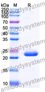 Recombinant Mouse CD319/SLAMF7 Protein, N-His