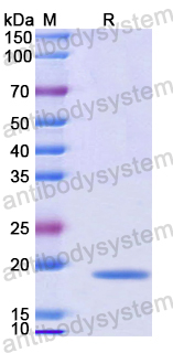 Recombinant Mouse IL36B/IL-1F8 Protein, N-His