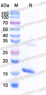 Recombinant Mouse IL36B/IL-1F8 Protein, Tag free